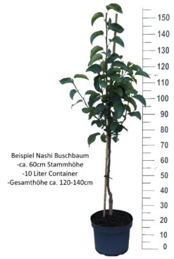 Benita®, Kreuzung Aus Birne Und Nashi Pyrus Pyrifolia `Benita´ 10 Benita®, Kreuzung Aus Birne Und Nashi Pyrus Pyrifolia `Benita´ -Garten Genuss Nashi Buschbaum weisshw6ycKYy0Hm9H