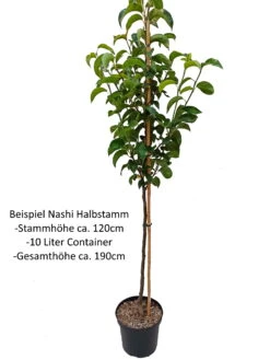 Nashi Kosui Pyrus Pyrifolia `Kosui´ 11 Nashi Kosui Pyrus Pyrifolia `Kosui´ -Garten Genuss Nashi Halbstamm1rWfHuOKIhj0uV