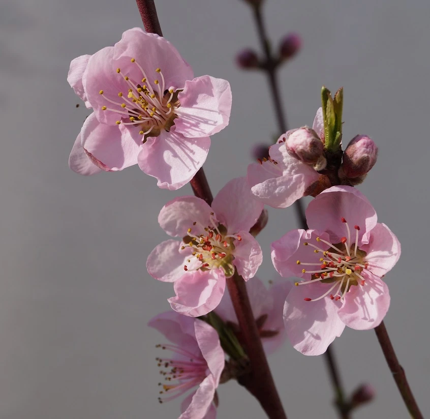 Nektarine `Flavortop´ Prunus Nucipersica `Flavortop´ 4 Nektarine `Flavortop´ Prunus Nucipersica `Flavortop´ – Bild 2