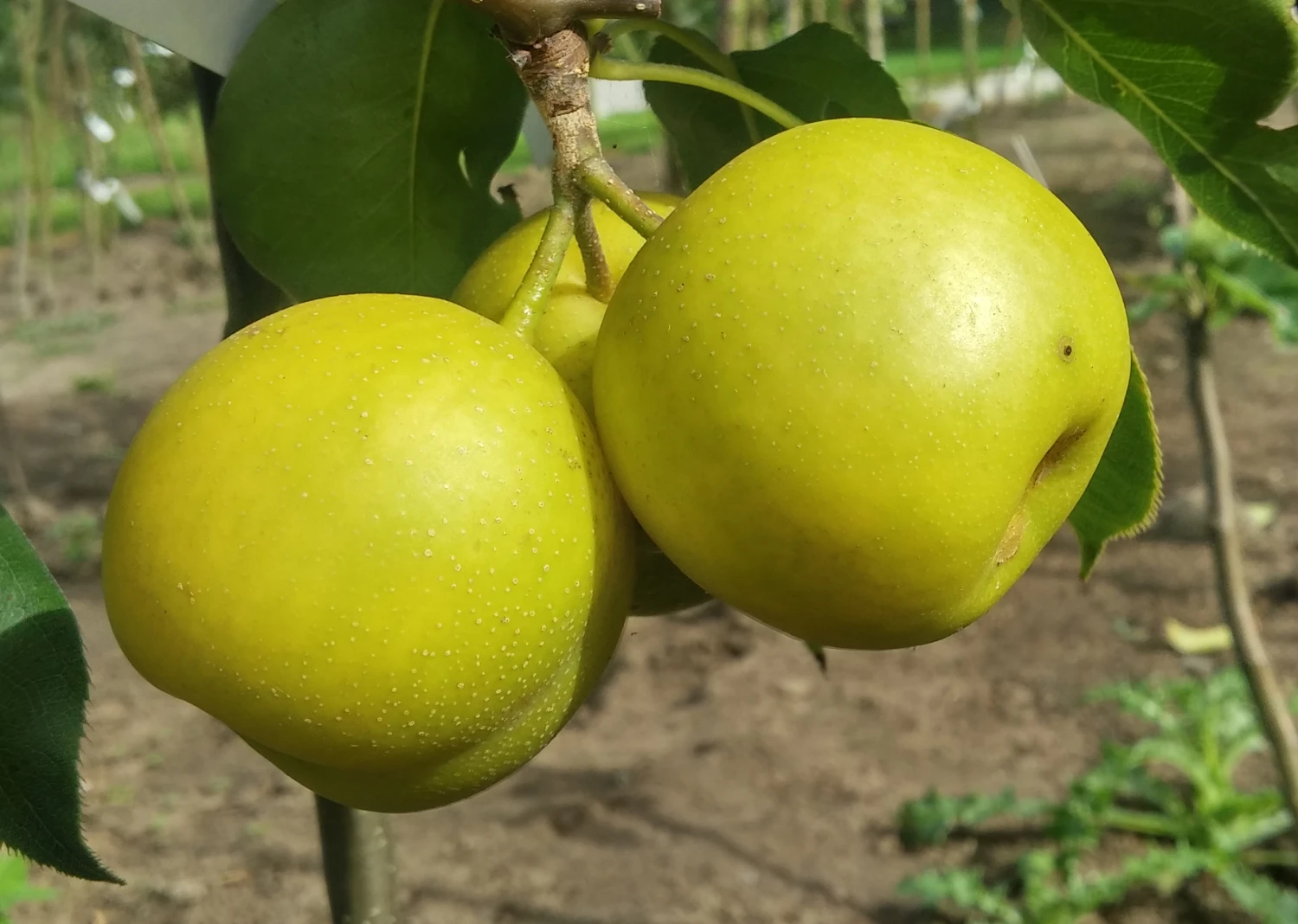 Nashi Nijiseiki Pyrus Pyrifolia `Nijiseiki´ 4 Nashi Nijiseiki Pyrus Pyrifolia `Nijiseiki´ – Bild 2