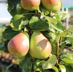 Säulenbirne - Einjährig - Wurzelnackt - In Sorten Pyrus Communis 8 Säulenbirne - Einjährig - Wurzelnackt - In Sorten Pyrus Communis -Garten Genuss ObeliskoShH3ewCkvqQs