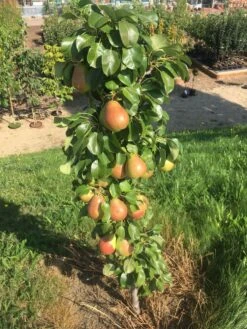 Säulenbirne `Obelisk®´ Pyrus Communis `Obelisk®´ 8 Säulenbirne `Obelisk®´ Pyrus Communis `Obelisk®´ -Garten Genuss Obeslisk2
