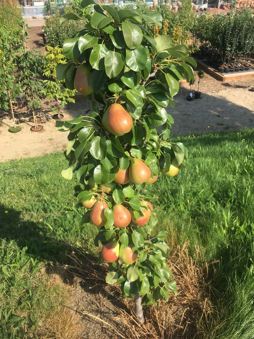 Säulenbirne `Obelisk®´ Pyrus Communis `Obelisk®´ 5 Säulenbirne `Obelisk®´ Pyrus Communis `Obelisk®´ – Bild 3