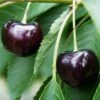 Oktavia Prunus Avium `Oktavia´ -Garten Genuss Oktavia574ff24be4c03