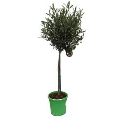 Olivenbaum - Stämmchen Olea Europaea -Garten Genuss Olivenbaum 1