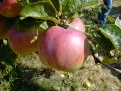 Ontario Malus Domestica