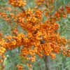 Sanddorn-Set Mit Orange Energy (weiblich) & Pollmix (männ.) Hippophae Rhamnoides -Garten Genuss Orange Energy 2a285GYBBPZmQX