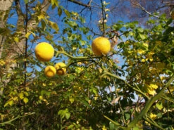 Dreiblättrige Orange Poncirus Trifoliata -Garten Genuss PONCIRUS trifoliata