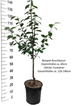 Pflausich Prunus Domestica `Pflausich´ 12 Pflausich Prunus Domestica `Pflausich´ -Garten Genuss Pflaume Buschbaum Beispiel Neu WeissHfhWJx9F12P4h