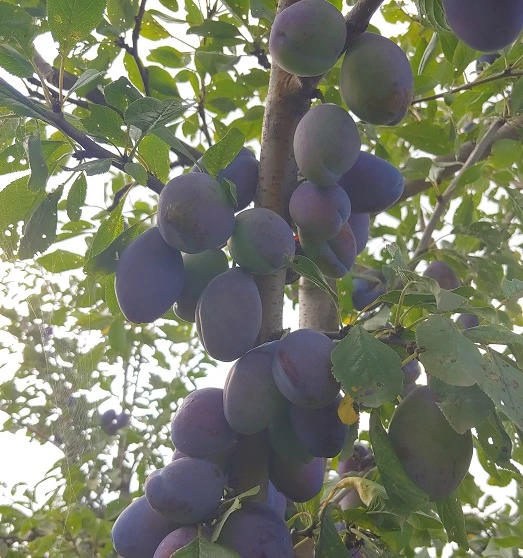 Pflausich Prunus Domestica `Pflausich´ 4 Pflausich Prunus Domestica `Pflausich´ – Bild 2