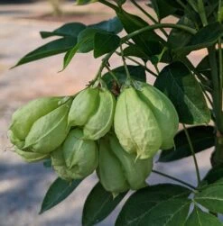 Rispen-Pimpernuss Staphylea Pinnata 10 Rispen-Pimpernuss Staphylea Pinnata -Garten Genuss Pimpernuss Frucht1