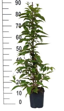 Großfrüchtige Bayern-Kiwi `Pink Jumbo´ Actinidia Arguta `Pink Jumbo´ -Garten Genuss Pink Jumbo weiss