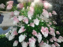 Rispenhortensie `Vanille-Fraise´ Hydrangea Paniculata `Vanille Fraise´ -Garten Genuss Pinky Winkie Hortensie5936a36f54caf