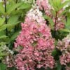 Rispenhortensie Pinky Winky ® Hydrangea Paniculata `Pinky Winky´ 1 Rispenhortensie Pinky Winky ® Hydrangea Paniculata `Pinky Winky´ -Garten Genuss Pinky Winky Hortensie