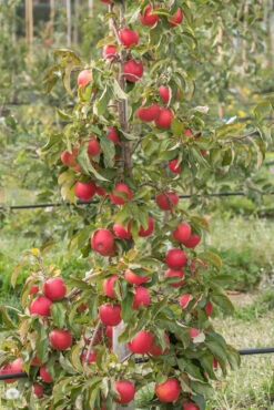 Pinova ® Malus Domestica -Garten Genuss Pinova am Baum
