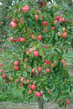 Pinova ® Malus Domestica -Garten Genuss Pinova3