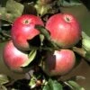 Säulenapfel `Pompink Ⓢ´ Malus Domestica `Pompink Ⓢ´ -Garten Genuss Pompink