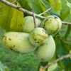 Veredelte Indianerbanane (Paw Paw) `Prima 1216´ (40-60cm) Asimina Triloba `Prima 1216´ -Garten Genuss Prima 1216 1