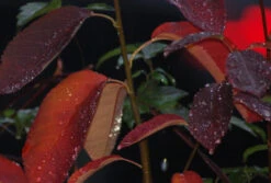 Prince William-Großfruchtige Felsenbirne Amelanchier `Prince William´ -Garten Genuss Prince William Kordes Jungpflanzen1