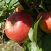 Prinz Albrecht Von Preußen Malus Domestica -Garten Genuss Prinz albrecht