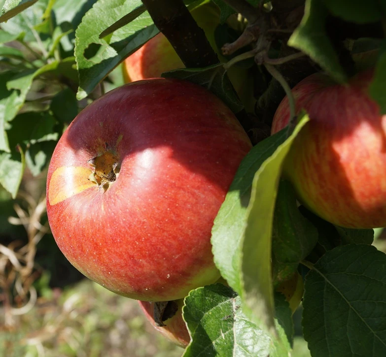 Prinz Albrecht Von Preußen Malus Domestica 3 Prinz Albrecht Von Preußen Malus Domestica
