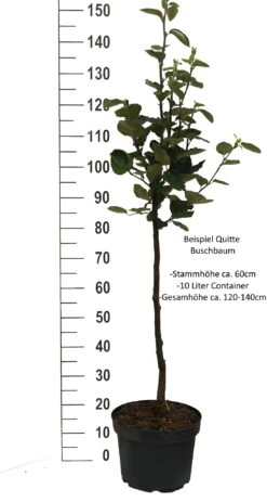 Bereczki Birnenquitte Cydonia Oblonga `Bereczki´ -Garten Genuss Quitte Beispiel buschbaum weissPkqQs1wHc4ffm