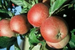 Roter Berlepsch Malus Domestica