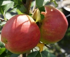 Rebella ® Malus Domestica -Garten Genuss RebellaJzAGDJsc1LAKH