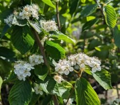 Erlenblättrige Eberesche `Red Bird´ Sorbus Alnifolia `Red Bird´ 9 Erlenblättrige Eberesche `Red Bird´ Sorbus Alnifolia `Red Bird´ -Garten Genuss Red Bird 1