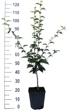 Erlenblättrige Eberesche `Red Bird´ Sorbus Alnifolia `Red Bird´ 7 Erlenblättrige Eberesche `Red Bird´ Sorbus Alnifolia `Red Bird´ -Garten Genuss Red Bird weiss1