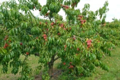 Pfirsich Red Haven Prunus Persica `Red Haven´ 12 Pfirsich Red Haven Prunus Persica `Red Haven´ -Garten Genuss Red HAven Baum