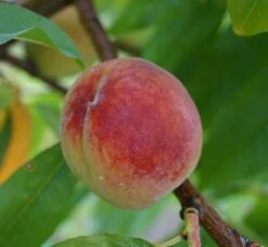 Pfirsich Red Haven Prunus Persica `Red Haven´ 13 Pfirsich Red Haven Prunus Persica `Red Haven´ -Garten Genuss Red Haven