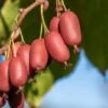 Großrüchtige Bayern-Kiwi `Red Jumbo´ Actinidia Arguta `Red Jumbo´ -Garten Genuss Red Jumbo