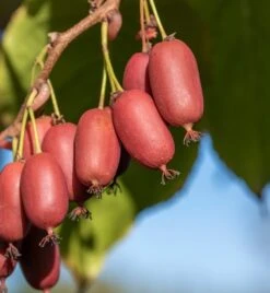 Großrüchtige Bayern-Kiwi `Red Jumbo´ Actinidia Arguta `Red Jumbo´