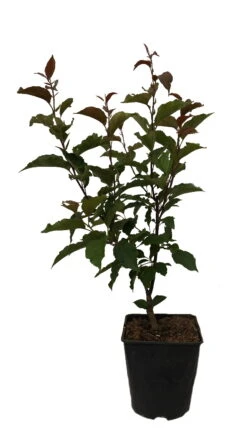 Säulenzierapfel "Red Obelisk" Malus `Red Obelisk´ -Garten Genuss Red Obelisk12