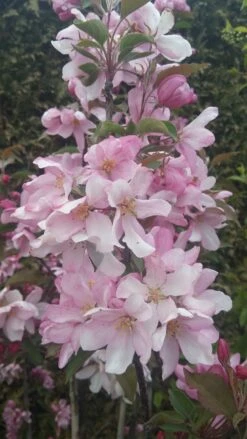 Säulenzierapfel "Red Obelisk" Malus `Red Obelisk´ -Garten Genuss Red Obelisk5728ab6c725bc