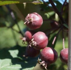 Säulenzierapfel "Red Obelisk" Malus `Red Obelisk´ -Garten Genuss Red Obelisk5b3b7e7a79821