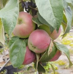 Säulenapfel `Red River´ Malus Domestica `Red River´ -Garten Genuss Red River