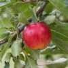 Reglindis ® Malus Domestica `Reglindis´ -Garten Genuss ReglindisQAqIaLlre5f6L