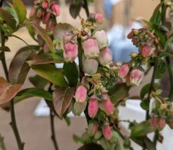 Heidelbeere - Reka Vaccinum Corymbosum `Reka´ -Garten Genuss Reka Bl te