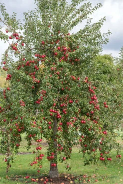 Rewena ® Malus Domestica -Garten Genuss Rewena