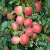 Rewena ® Malus Domestica 2 Rewena ® Malus Domestica -Garten Genuss Rewena 3