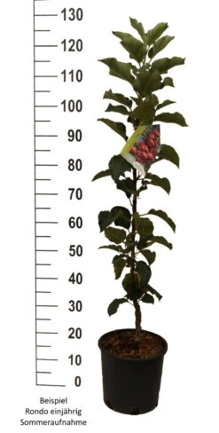 Säulenapfel `Rondo´ Malus Domestica `Rondo´ -Garten Genuss Rondo einj hrig weiss