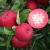Rosette® Malus Domestica 2 Rosette® Malus Domestica -Garten Genuss Rosette