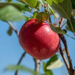Rosette® Malus Domestica -Garten Genuss Rosette 2