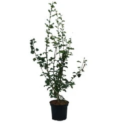 Rotdorn `Pauls Scarlet´ Crataegus Laevigata `Pauls Scarlet´ -Garten Genuss Rotdorn Pauls Scarlet