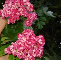 Rotdorn `Pauls Scarlet´ Crataegus Laevigata `Pauls Scarlet´ -Garten Genuss Rotdorn bl te