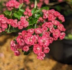 Rotdorn `Pauls Scarlet´ Crataegus Laevigata `Pauls Scarlet´