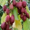 Bayernkiwi `Ken´s Red´ (rote Frucht) Actinidia Arguta `Ken´s Red´ -Garten Genuss Rote Bayernkiwi Actinidia arguta5c178cf748456