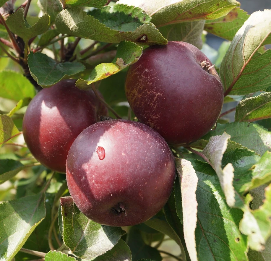 Baya® Marisa - Rotfleischig Malus Domestica 4 Baya® Marisa - Rotfleischig Malus Domestica – Bild 2